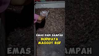 Peluang Usaha Budidaya Maggot BSF #maggotbsf #maggot #idebisnis #peluangusaha