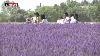 Les incivilités des touristes agacent les producteurs de lavande