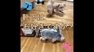 犬用の靴下を履かせたら変な歩き方するんだけどwww【ヨークシャーテリア】【マルプー】