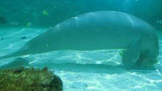 Dugong eating lettuce at Sydney Aquarium