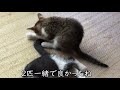 我が家に子猫がやってきた第二弾！2匹が一緒に来た理由　 猫好きさんと繋がりたい 子猫 子ねこかわいい 猫のいる暮らし 猫 ねこ