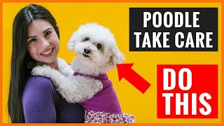 Taking Care Of Your POODLE Was Never This Easy!
