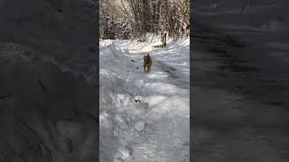 雪道とりょう君🦮/ 明日より朝のお散歩、再開です‼︎