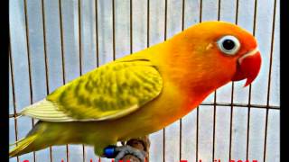 Suara Lovebird Masteran Terbaik 2015 HD