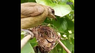 the nightingale mother is caring for her child with great affection❤️