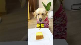 【旺仔很忙🐶】这狗子脾气不好，做事一点都不理智