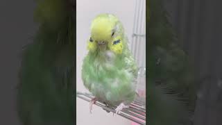 【上手！！！】顔についたほわ毛を一瞬で吹っ飛ばすセキセイインコ #セキセイインコ #shorts