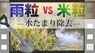 雨粒 vs 米粒 水抜き田んぼ 稲刈り前 10月