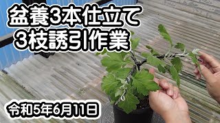 大菊栽培　盆養３本仕立て3枝誘引作業