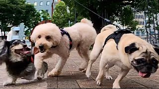 [多頭飼い]女1人で犬3匹のお散歩風景紹介します[パグ/ダックス/トイプー]