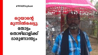 വീട്ടിലേക്കുള്ള വഴിമധ്യേ ഒറ്റയാന്റെ മുമ്പിൽ; തോട്ടം തൊഴിലാളി കൊല്ലപ്പെട്ടു