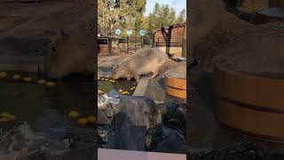 桶か湯船か(埼玉県こども動物自然公園) #shorts #capybara