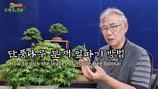 단풍나무 분재 잎따기 방법 How to pick the leaves of maple tree bonsai