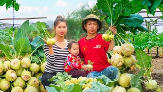 Harvesting fresh kohlrabi, family farm hard at work, selling at the countryside market