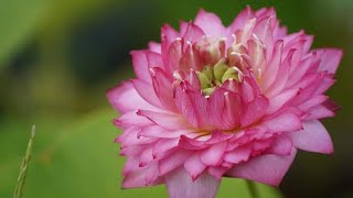 Growing lotus and waterlilies