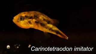 Carinotetraodon imitator