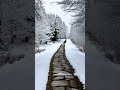 Smooth Jazz for a Peaceful Snow Day ❄️ Relaxing Winter Nature Walk