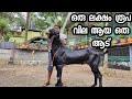 Biggest beetal goats goat farming malayalam