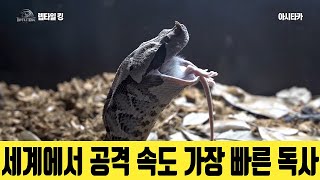 살모사보다 70배 더 강한 독사. 미친 공격 속도.