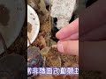 两岁的乌龟智商竟然这么高，只跟主人互动，使用泥土养龟的方法 014