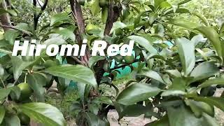 Black splendor/Crimson glo/Hiromi red variety Plum\u0026 Royal Delicious Apple Plants l NORTHERN NURSERY