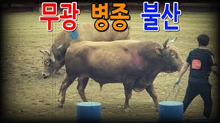 청도소싸움 2023.08.13  제8경기 병종  무광 / 불산