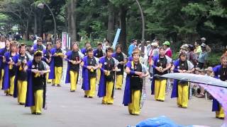 北桜連(光が丘よさこい祭り2013_1日目・イチョウ並木)