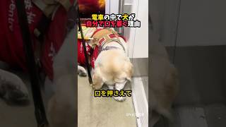 電車で見た口を押さえた大型犬