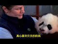 熊猫 美国出生的大熊猫贝贝，19年回国，太喜欢家乡窝头