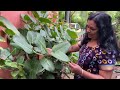 കൃഷ്ണൻ ആൽ അരയാൽ പേരാൽ ആൽ വിശേഷങ്ങൾ bonsai homegarden farming banyantree bonsaitrees