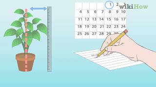 How to Measure Growth Rate of Plants