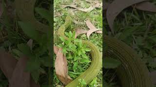 Why green keelback snake Just Won't Go Away ! #shorts #youtuberlikes #newvideo #youtuber