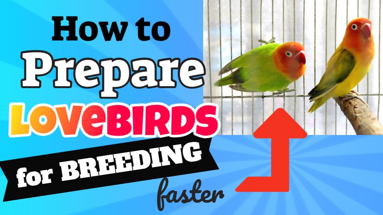 How To Prepare Lovebirds For Successful Breeding - TIPS TO BREED ...