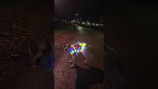 funny video #funnyvideo #shorts #short #dog #light