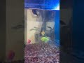 Аквариум в офисе aquarium fishingvideo planetaquarium aquariumfishmarket fisherman india