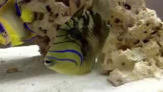 Queen Triggerfish Aquarium