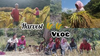 //harvest 🌾 🌾 VLOG  🧺 // Complete Guide for Seeds harvest.