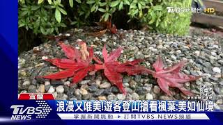 一秒到國外!太平山楓葉轉紅 限時美景登場｜TVBS新聞