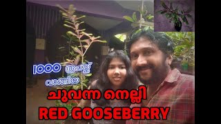 1000 രൂപയ്ക്ക് വാങ്ങിയ ചുവന്ന നെല്ലി - RED GOOSEBERRY