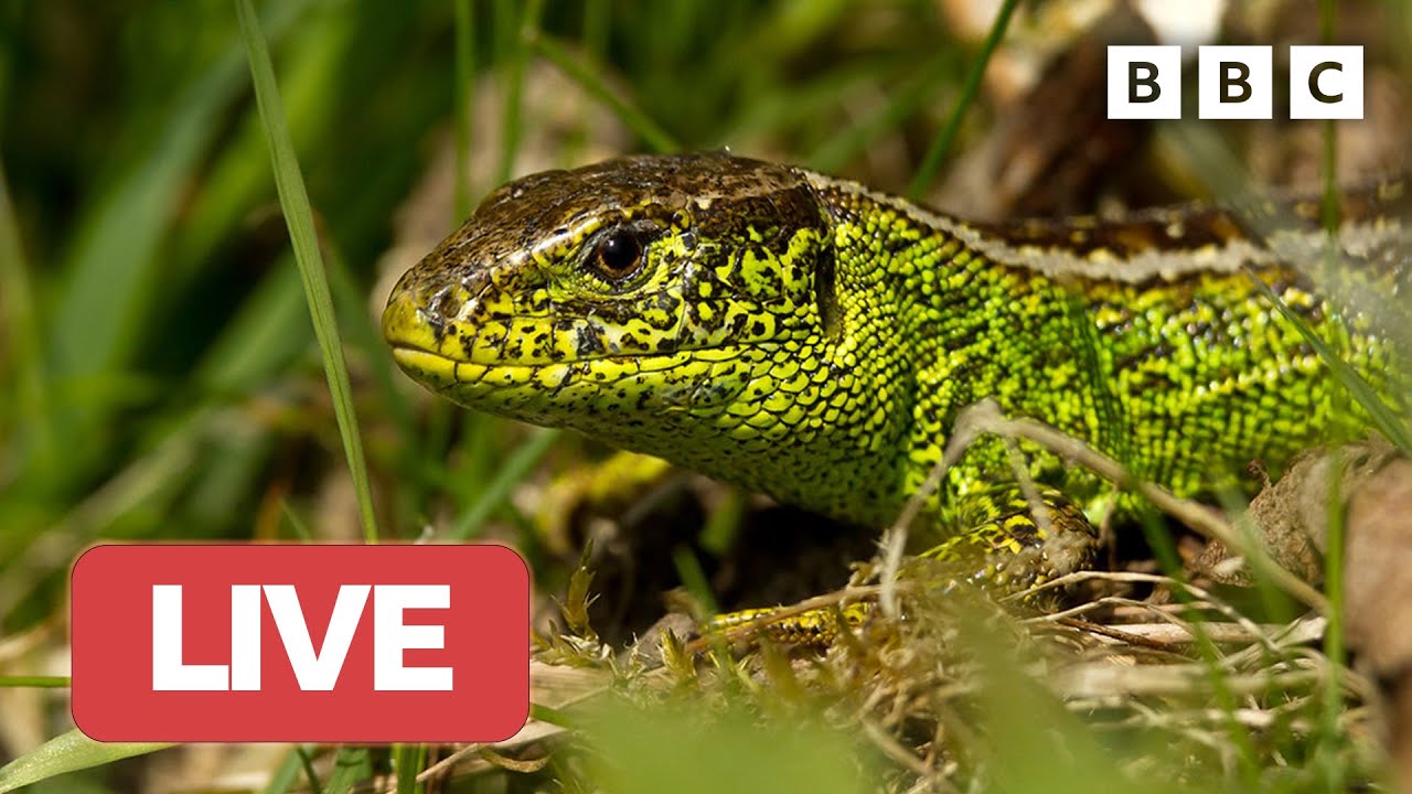 рџ ґ Live Wildlife Cameras рџ 1 June рџњє Bbc Springwatch 2023 Youtube