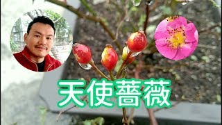 【天使薔薇】（下）紅色果實、逆境重生、多層次栽培