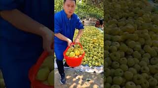 Musim buah sangat menyenangkan #shorts