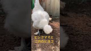 烏骨鶏親子　生後１５日のぴよぴよ日記