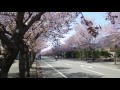 北海道千歳の知られざる桜の名所