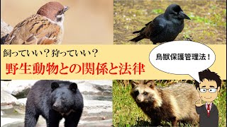 鳥獣保護管理法を解説！カラスやスズメは飼っていいのか？悪法と言われる法律の内容と意義について【野生動物】【生態系】