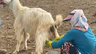 Milking a goat by a nomadic village woman : nomadic lifestyle 2023