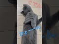 ぐで猫　 shorts ロシアンブルー ねこ ねこ動画 cat 猫　 russianblue