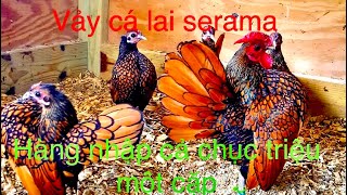 Cho ghép gà vảy có với gà serama và cái kết có như mong đợi