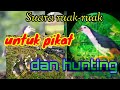 Suara ruak-ruak, untuk pikat dan hunting