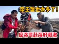 L170集：赶海捅了帝王蟹的窝，我们兴奋不已，当地人直接请我们生吃！「ENG SUB」